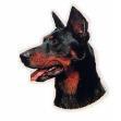 gueule de Beauceron