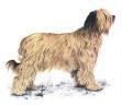 Briard
