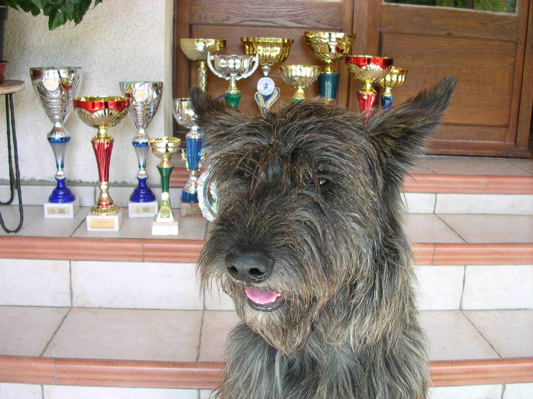 Taz