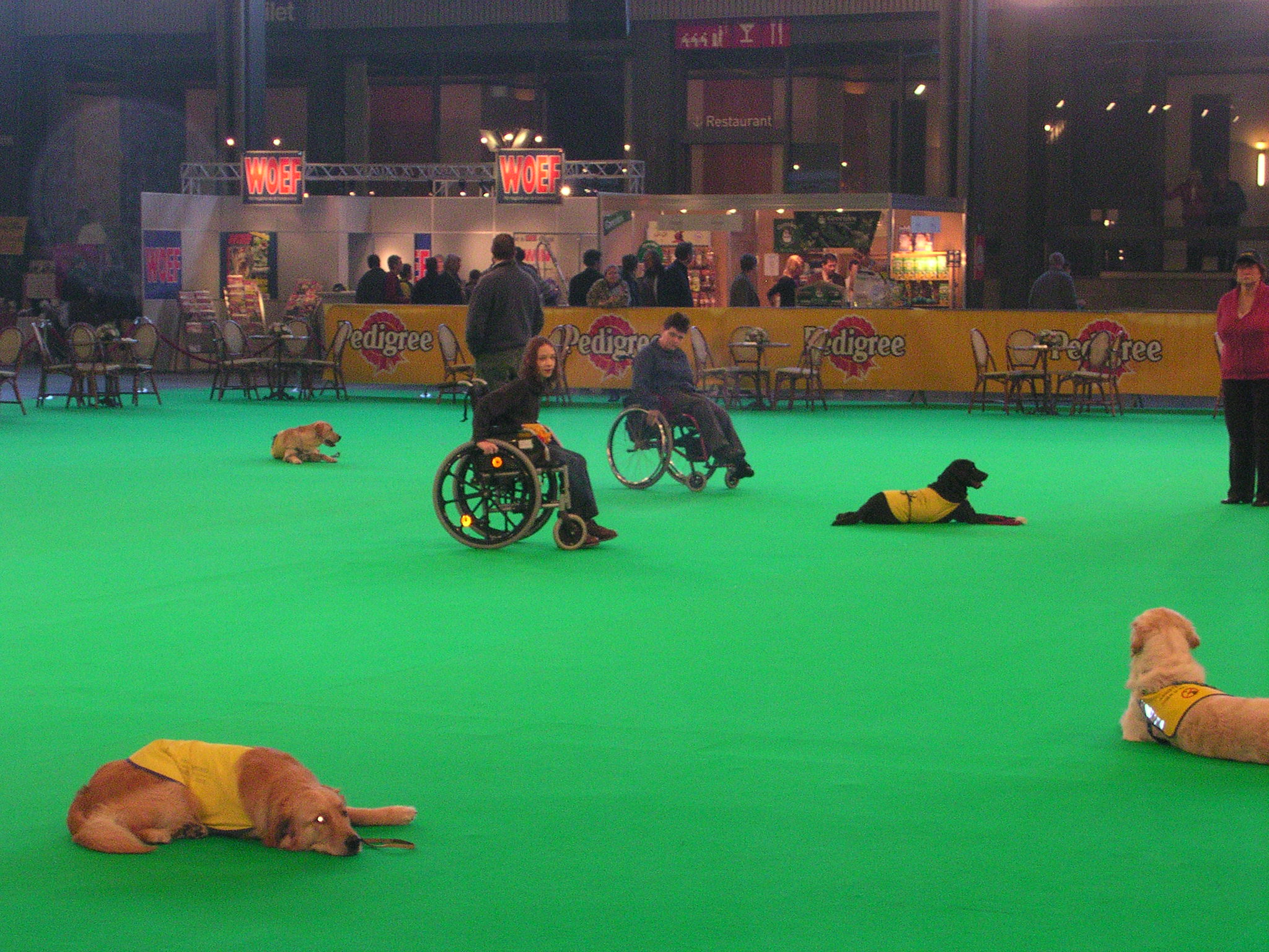 démonstration : chiens guides pour handicapés
