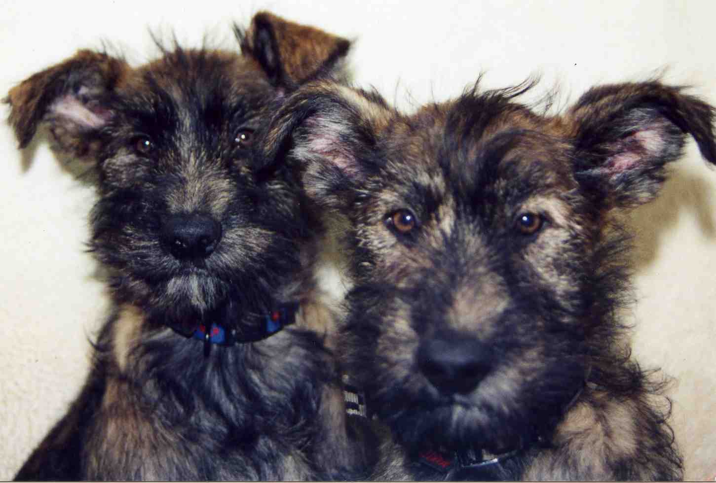 Taz et Twix  3 mois