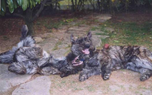 Taz et Twix jouent