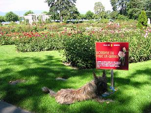 Taz et les roses,  Genve