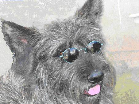 Taz avec lunettes