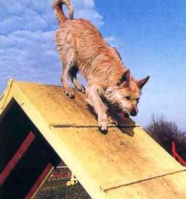Picard en agility